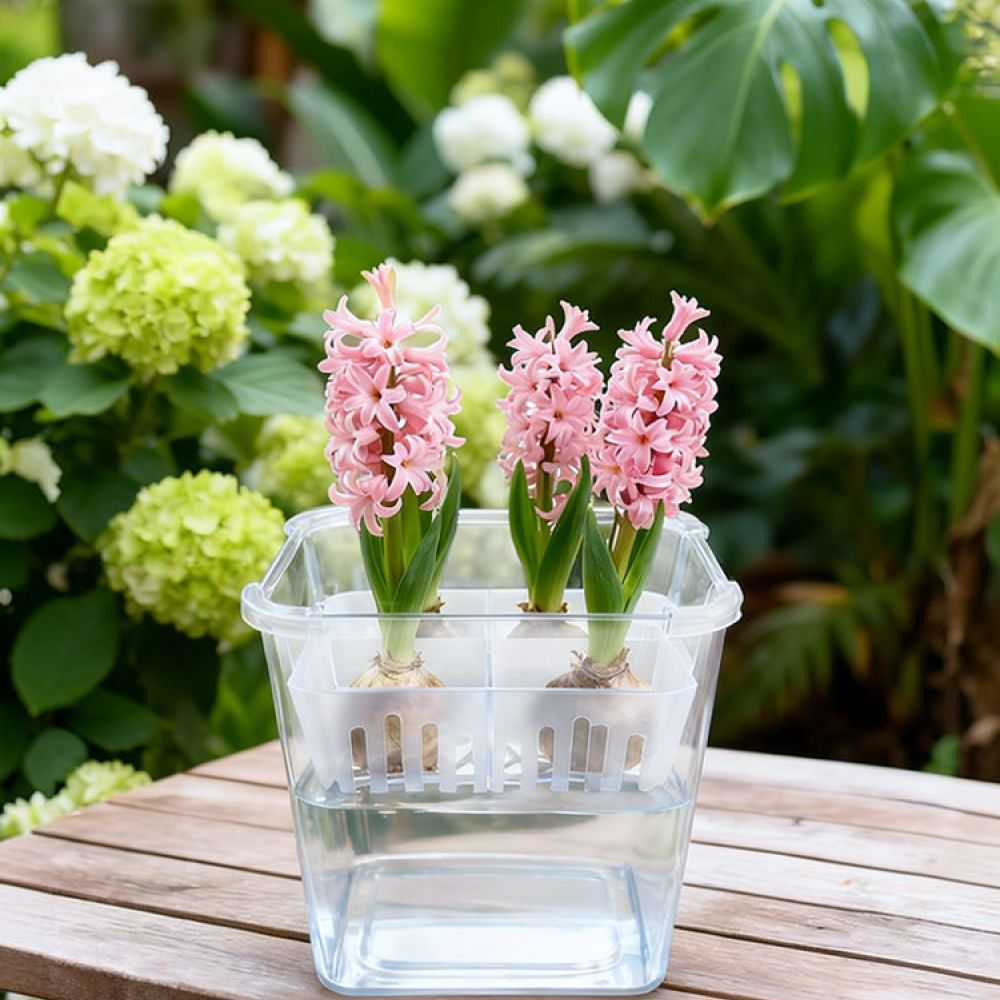 Indoor Plants - Vaso hidropônico para tulipas e lóbulos