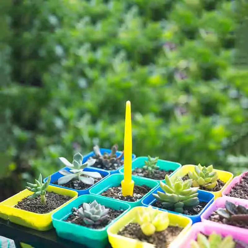1/10 pçs semeadura suculentas  - Succulent Set avaliação e preço
