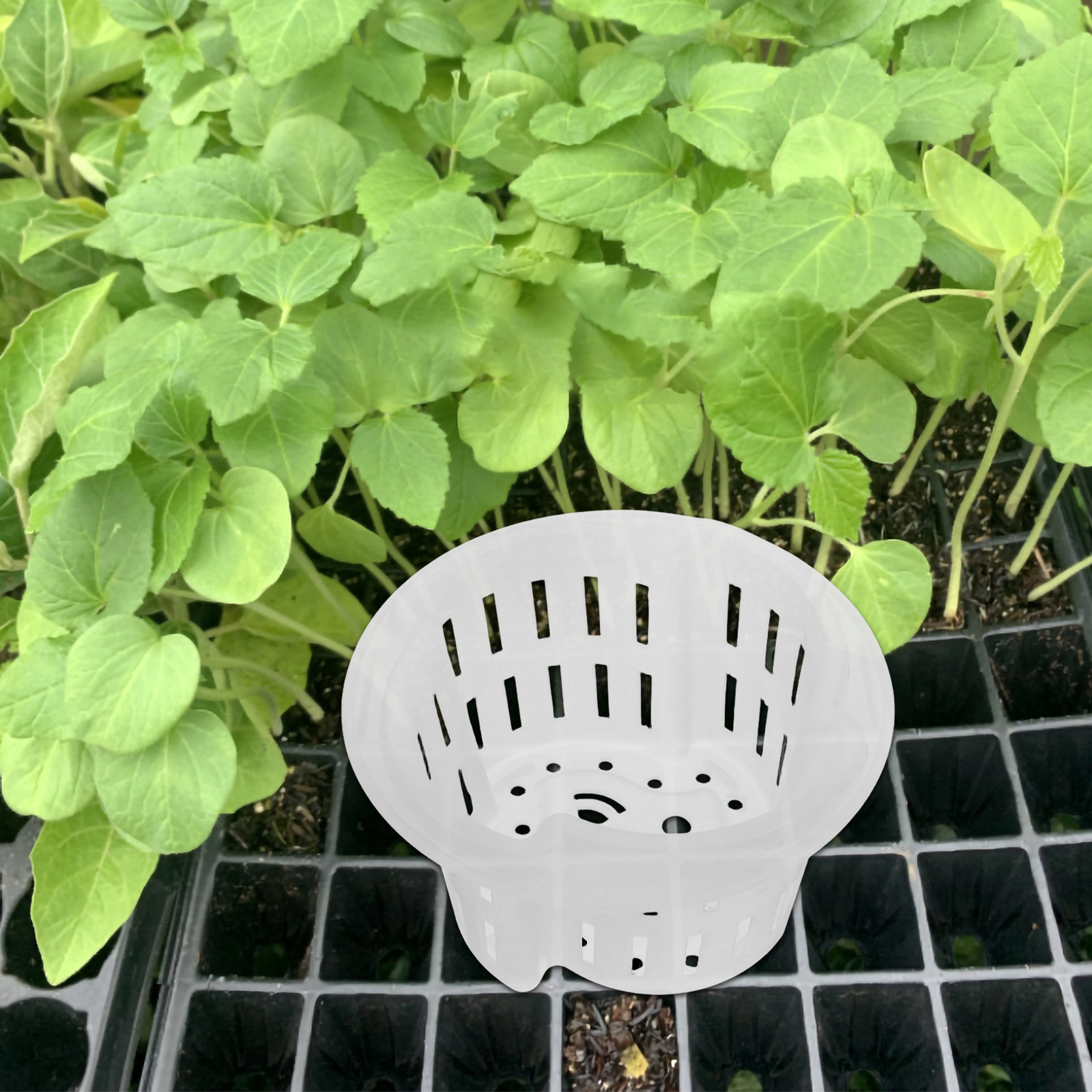 4 unidades de vasos de plantio - Plant Pot avaliação e preço