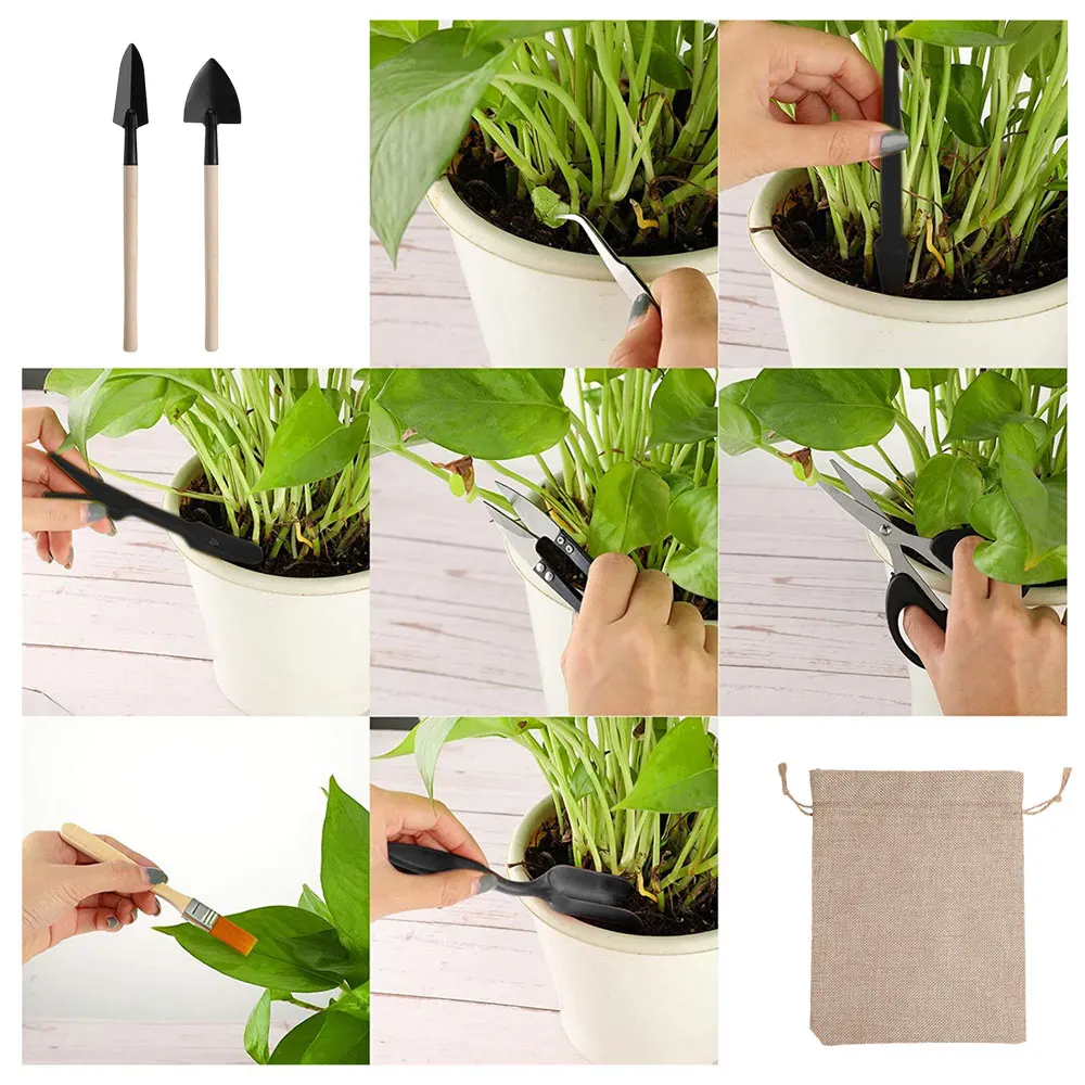 Indoor suculentas plantas conj - Succulent Set avaliação e preço