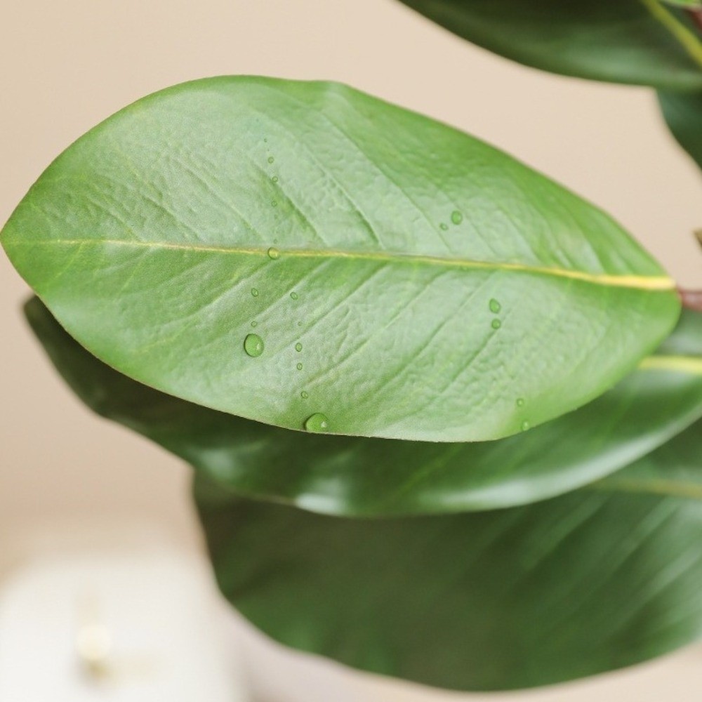Folhas de magnólia artificial  - Snake Plant avaliação e preço