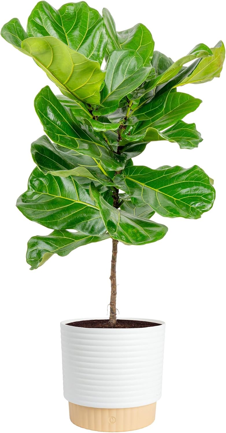 Figueira de folha de violino,  - Fiddle Leaf Fig avaliação e preço
