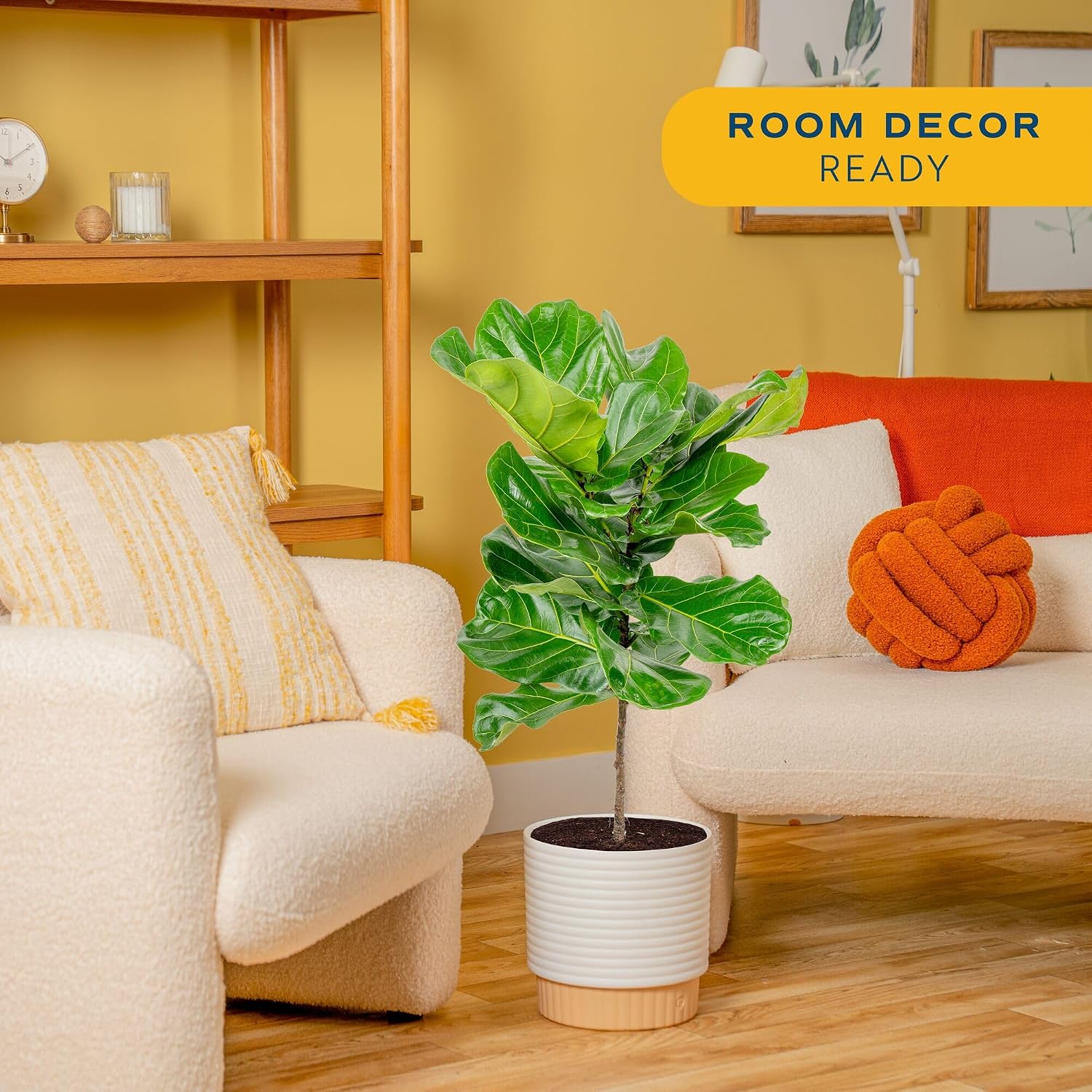 Figueira de folha de violino,  - Fiddle Leaf Fig avaliação e preço