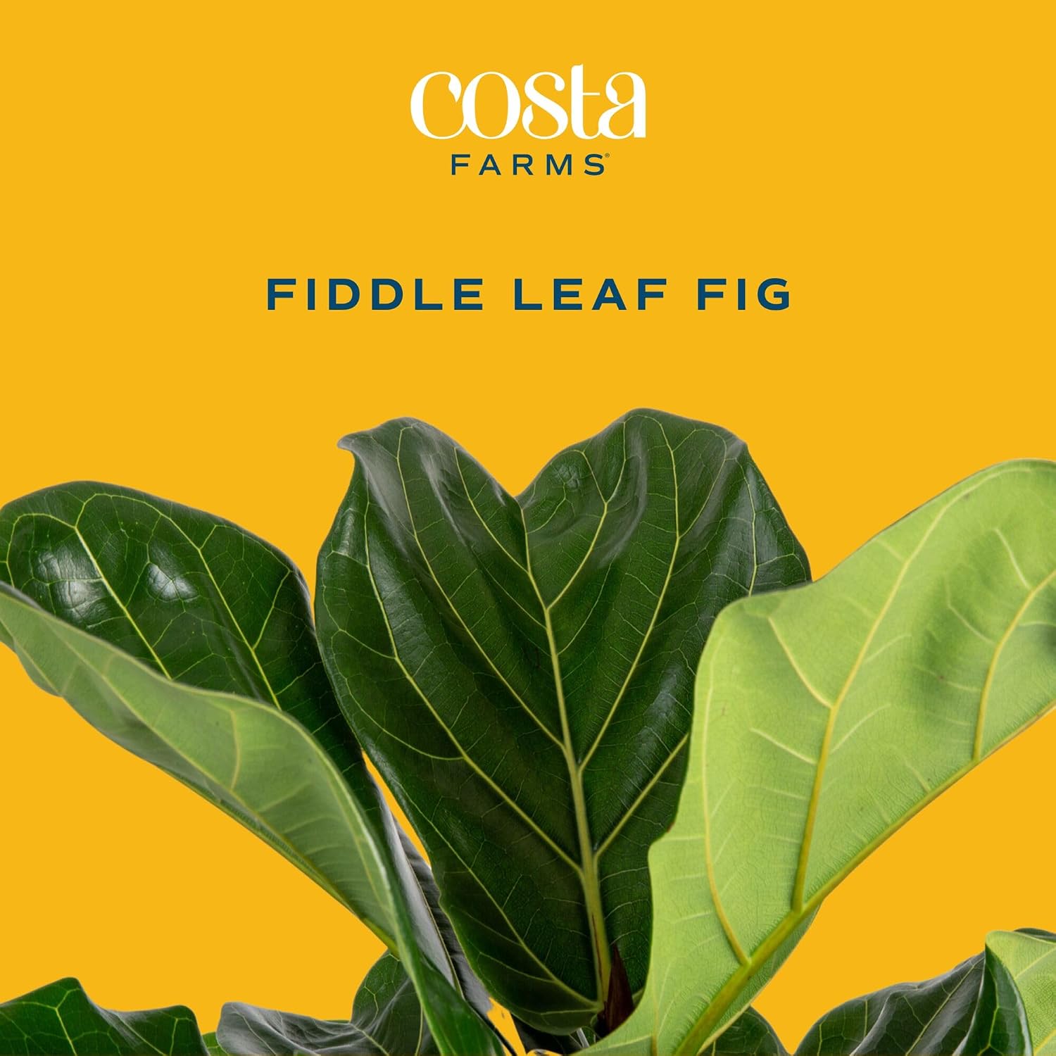 Figueira de folha de violino,  - Fiddle Leaf Fig avaliação e preço