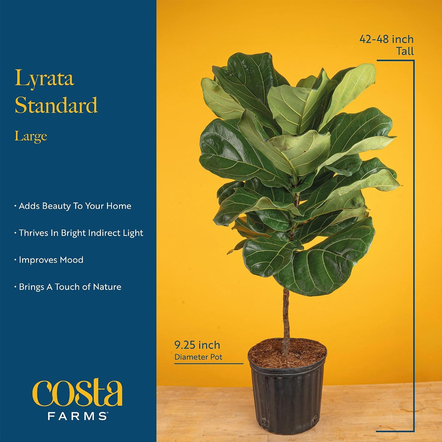 Figueira de folha de violino,  - Fiddle Leaf Fig avaliação e preço